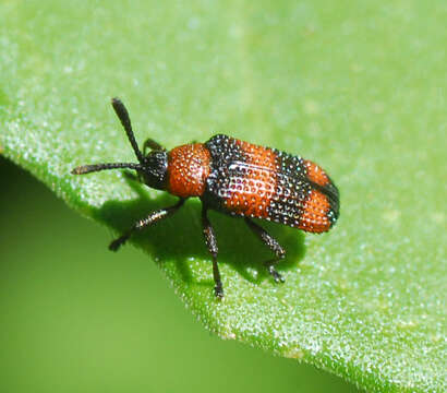 Image of Microrhopala pulchella Baly 1864