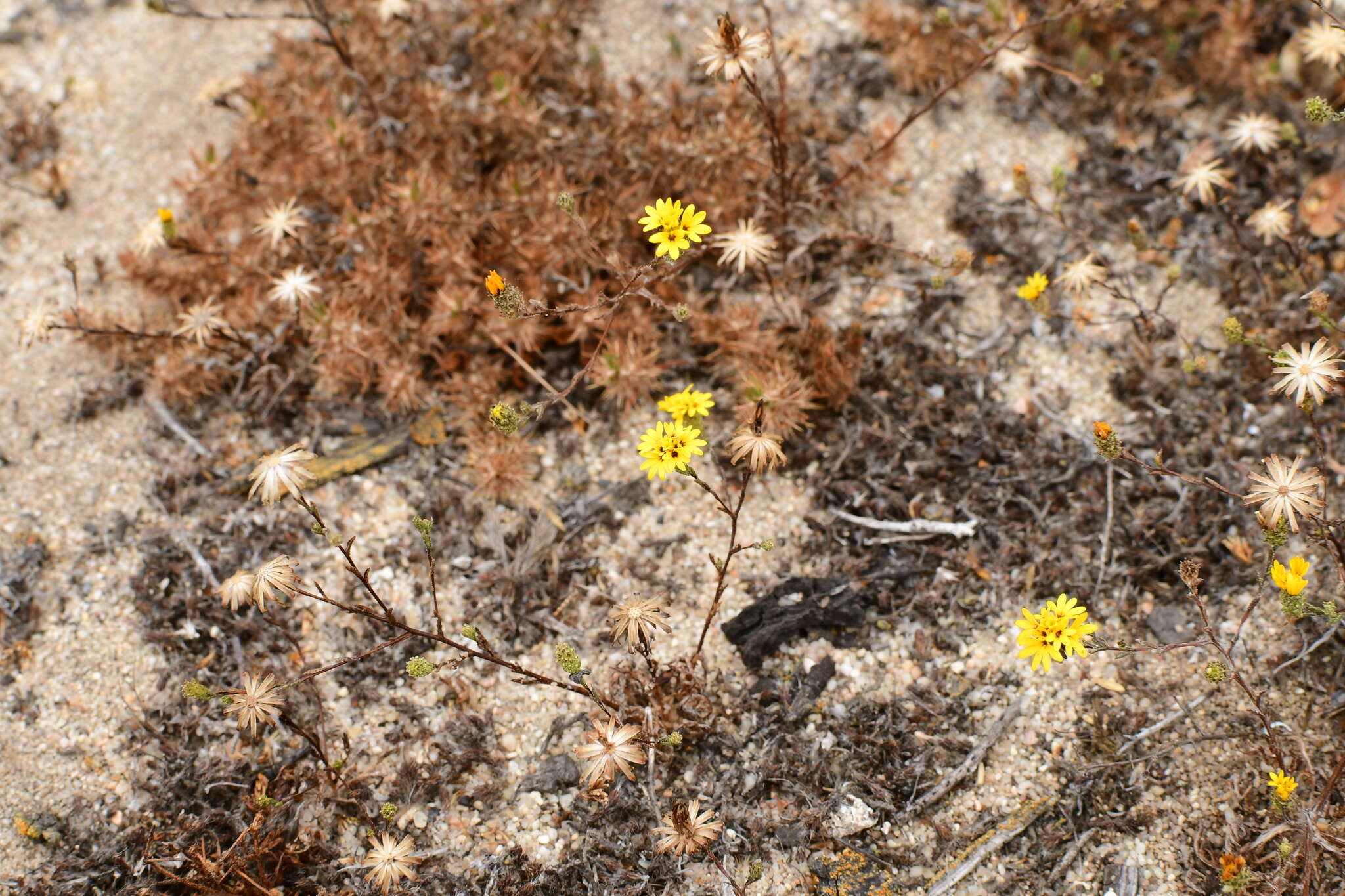 Plancia ëd Lessingia pectinata Greene