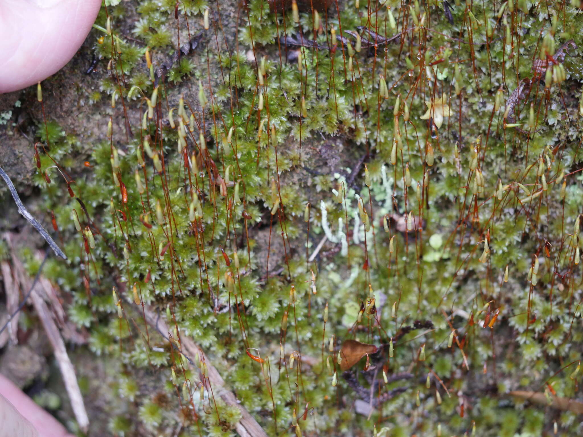 Image of Rosulabryum subtomentosum Spence 1996