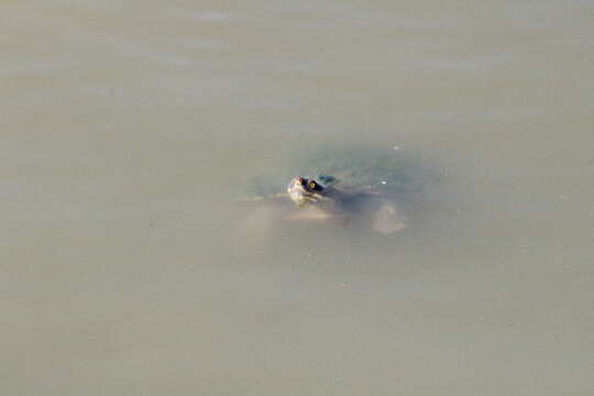 Image of Australian Big-headed Side-necked Turtle