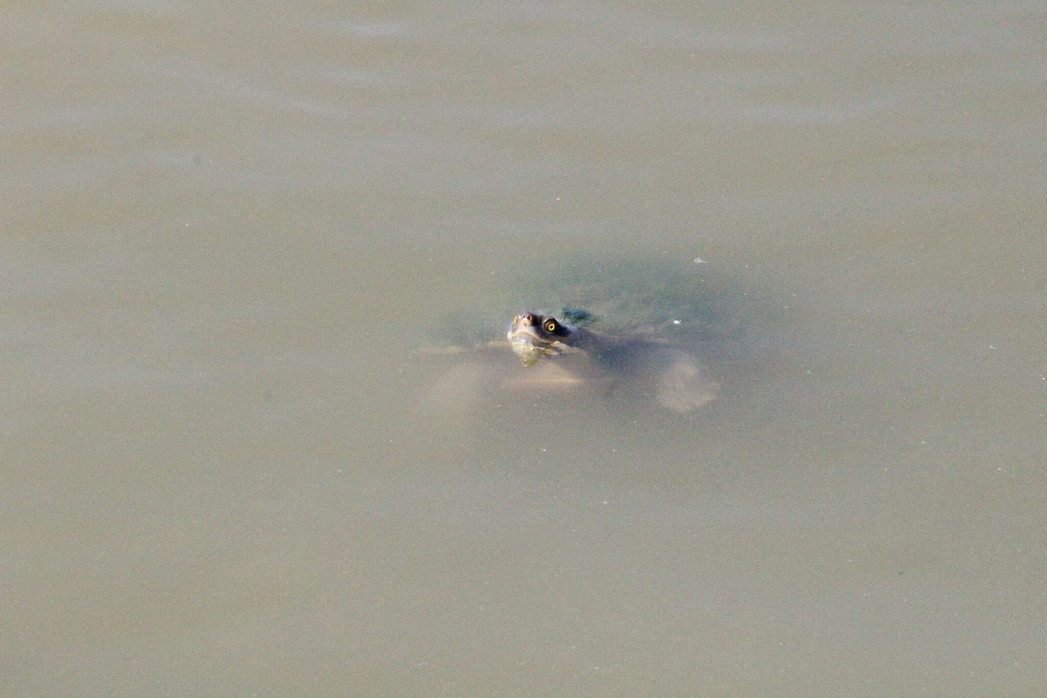 Image of Australian Big-headed Side-necked Turtle