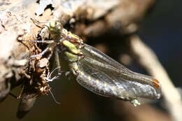 صورة Neogomphus bidens Selys 1878