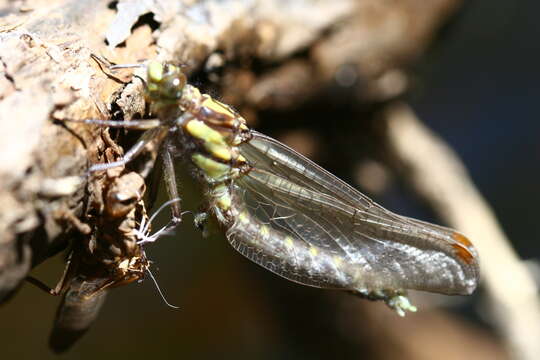 صورة Neogomphus Selys 1858