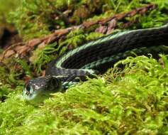 Image of Thamnophis sirtalis pickeringii (Baird & Girard 1853)