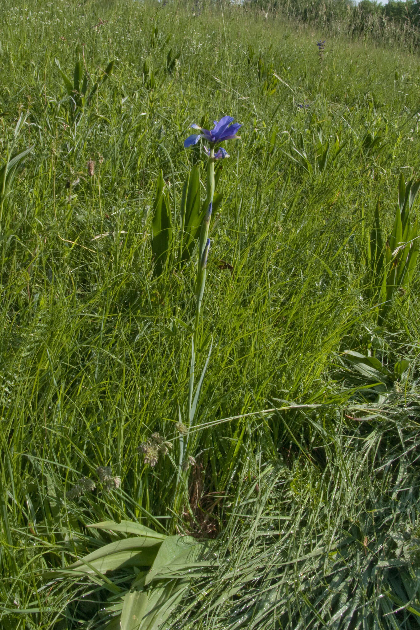 Image of Blue Iris