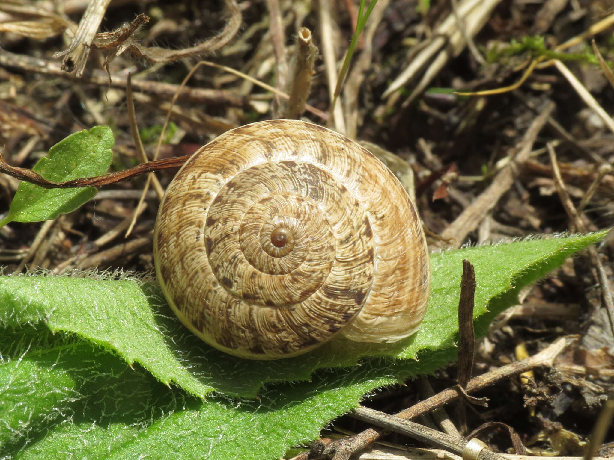 Image of Xerosecta reboudiana (Bourguignat 1863)