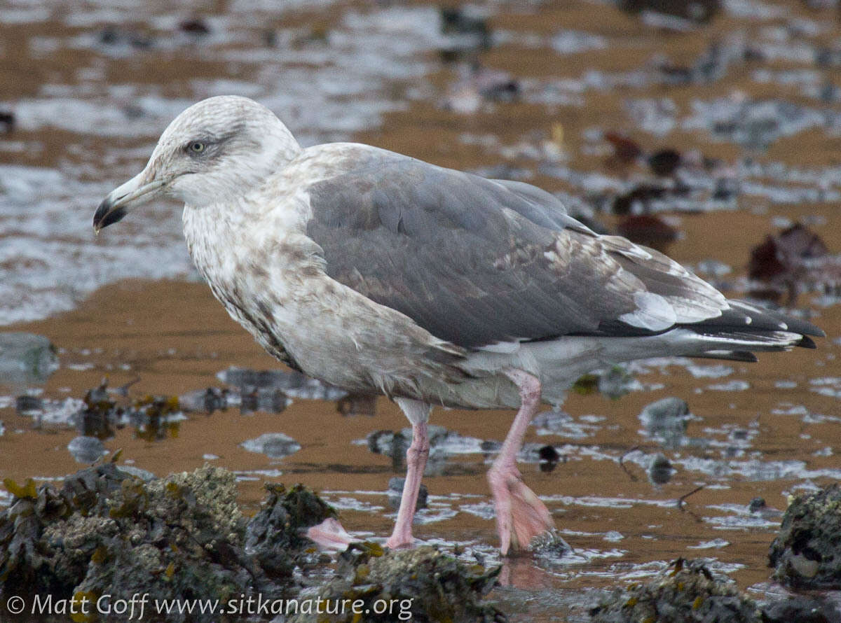 Image of Slaty-backed Gull