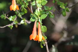 Image of Clinopodium mexicanum (Benth.) Govaerts