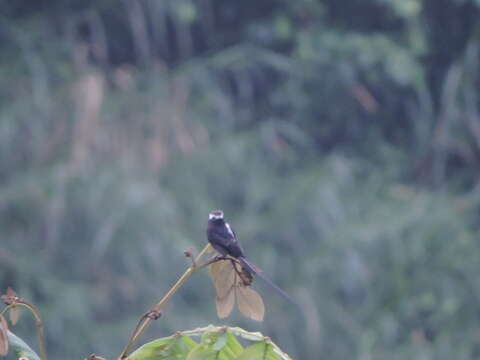 Colonia colonus leuconota (Lafresnaye 1842)的圖片