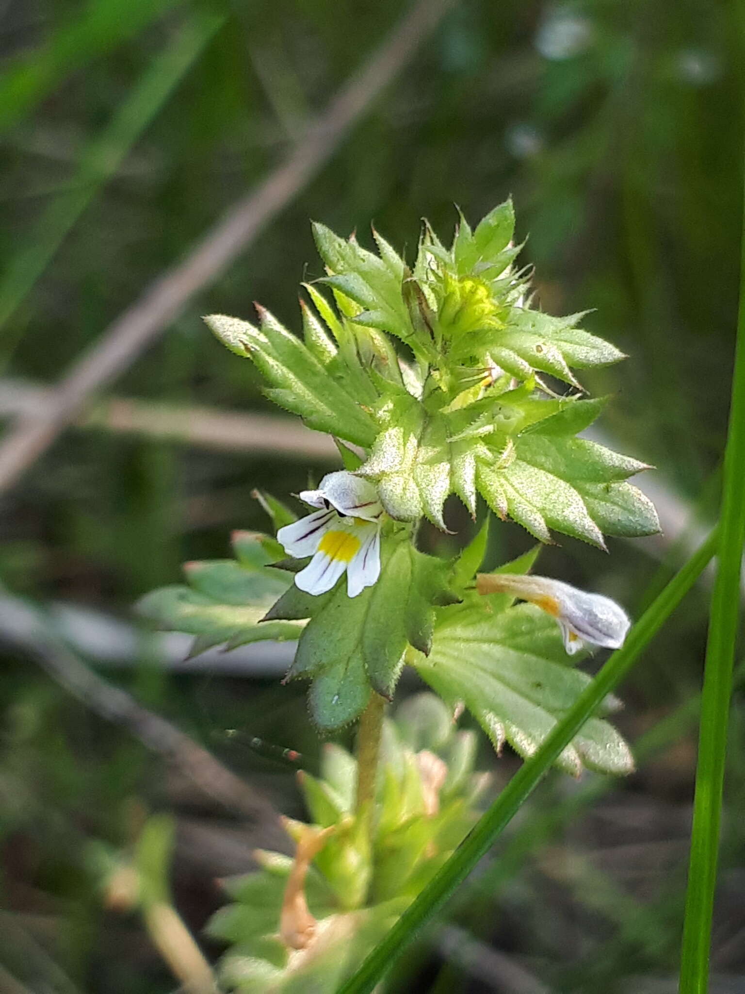 Image of Euphrasia hyperborea Joerg.