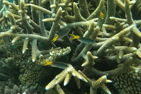 Image of Orange-tailed damsel-fish