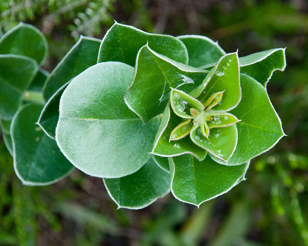 Image of Podalyria calyptrata (Retz.) Willd.