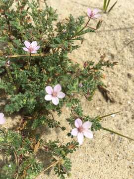 Image de Erodium cicutarium subsp. cicutarium