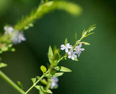 Imagem de Lythrum alatum subsp. lanceolatum (Elliott) A. Haines