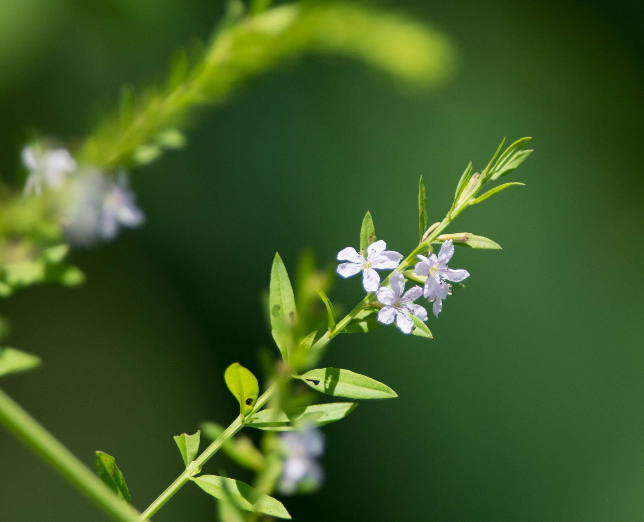 Image of lance-leaved loosetrife