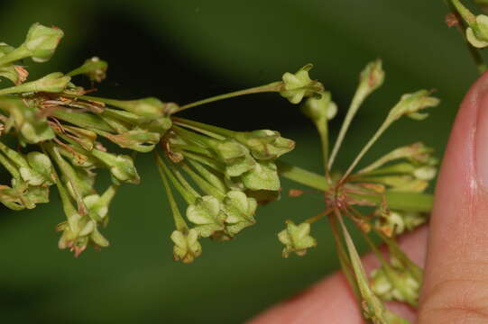 Rumex verticillatus L.的圖片