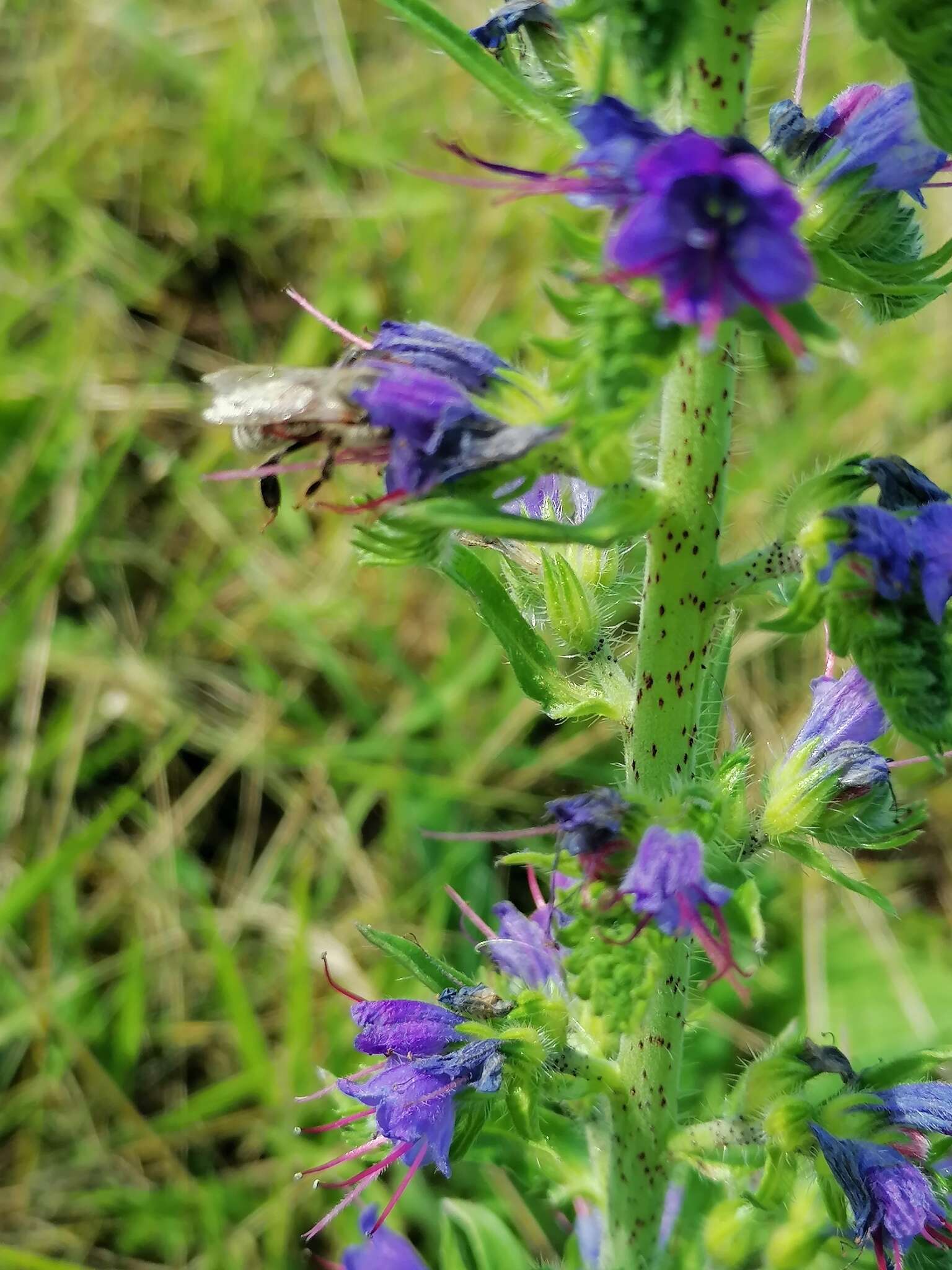 Echium vulgare subsp. vulgare的圖片