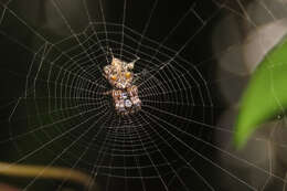 Image of Cyclosa diversa (O. Pickard-Cambridge 1894)