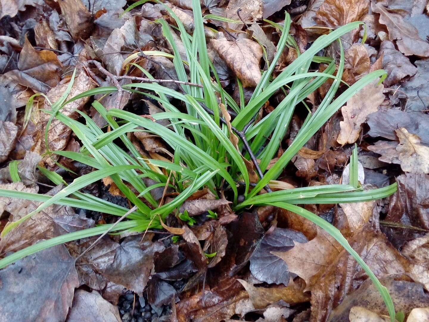 صورة Carex sylvatica subsp. sylvatica