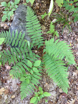 Image de Dryopteris slossoniae (Davenp.) Wherry ex Lellinger