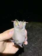 Image of pygmy fruit-eating bat