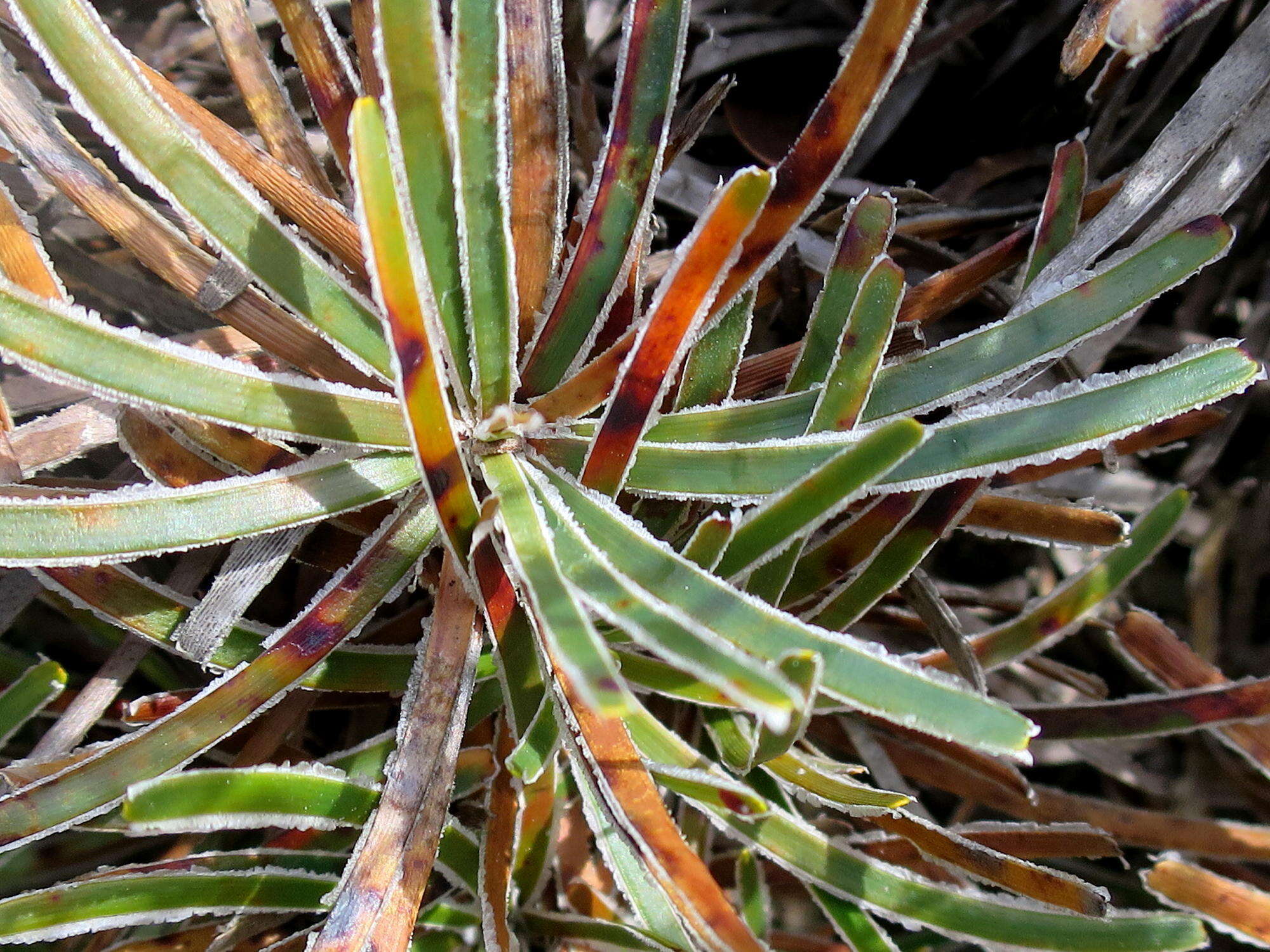 Plancia ëd Ficinia truncata (Thunb.) Schrad.