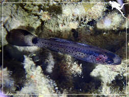 Image of Cardinalfish