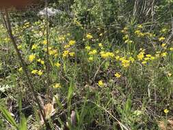 Image of Missouri bladderpod