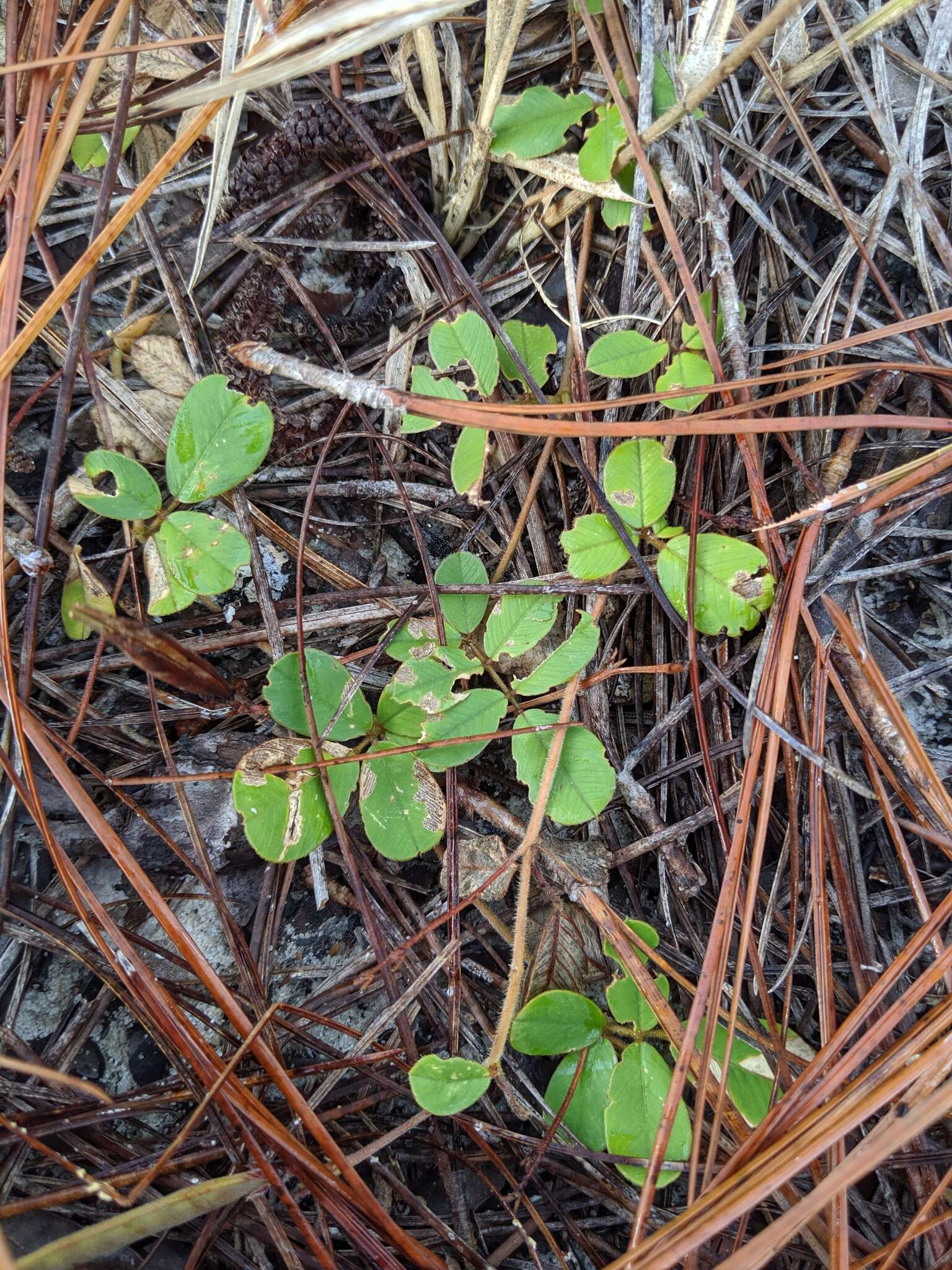 Image of scurf hoarypea