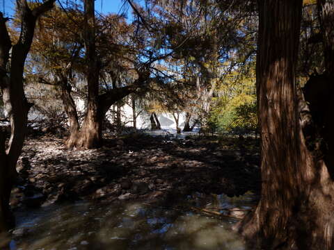 صورة Taxodium mucronatum Ten.