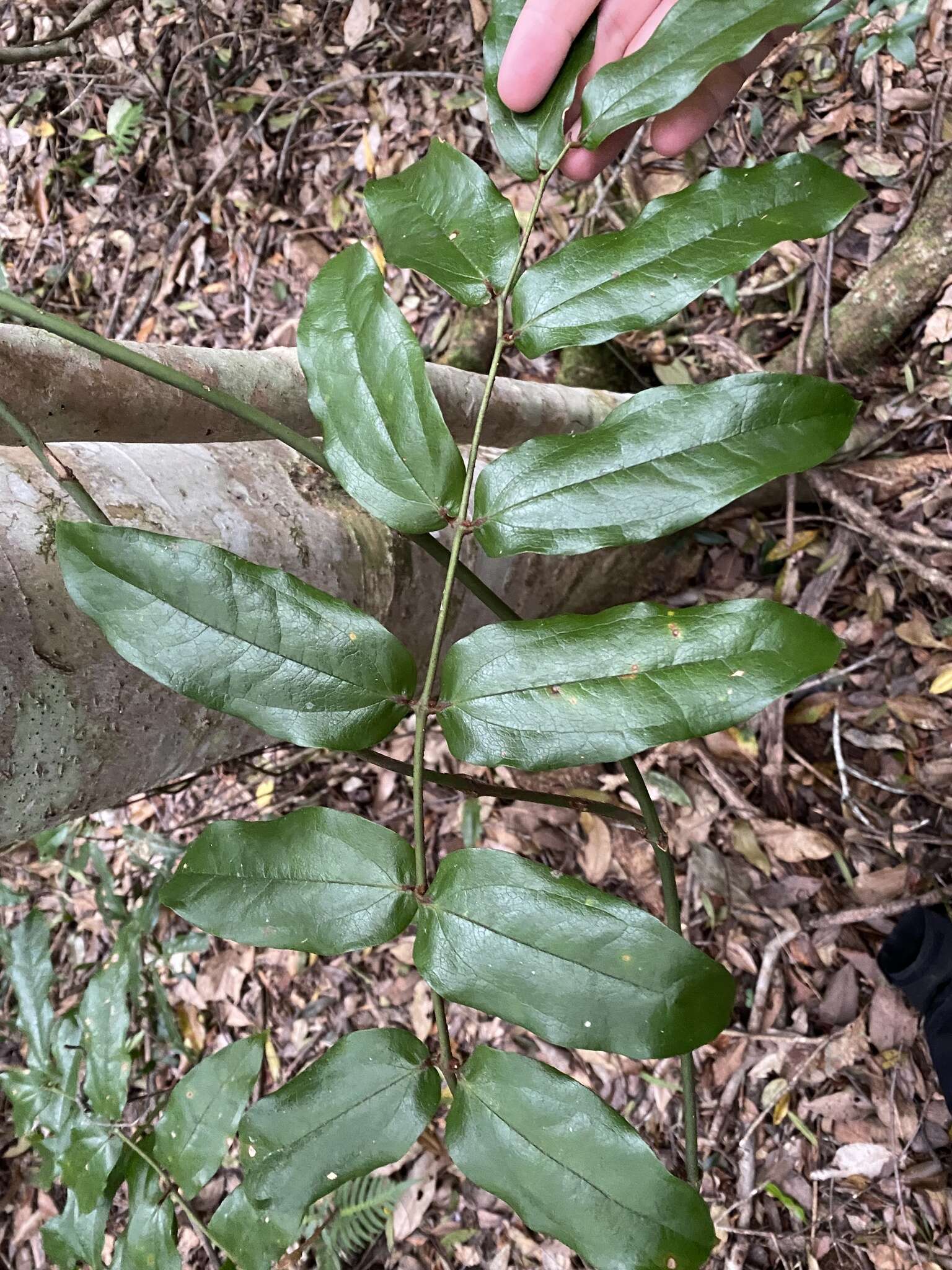 Sivun Ripogonum elseyanum F. Muell. kuva