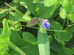 Image of Crotalaria sessiliflora L.