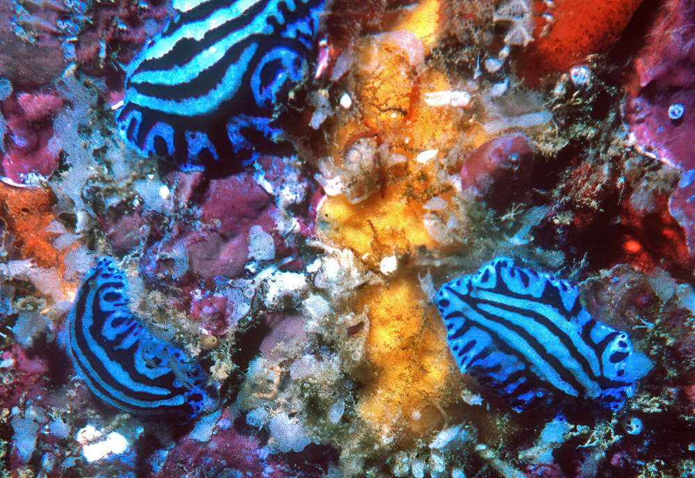 Image of Phyllidiopsis sphingis Brunckhorst 1993