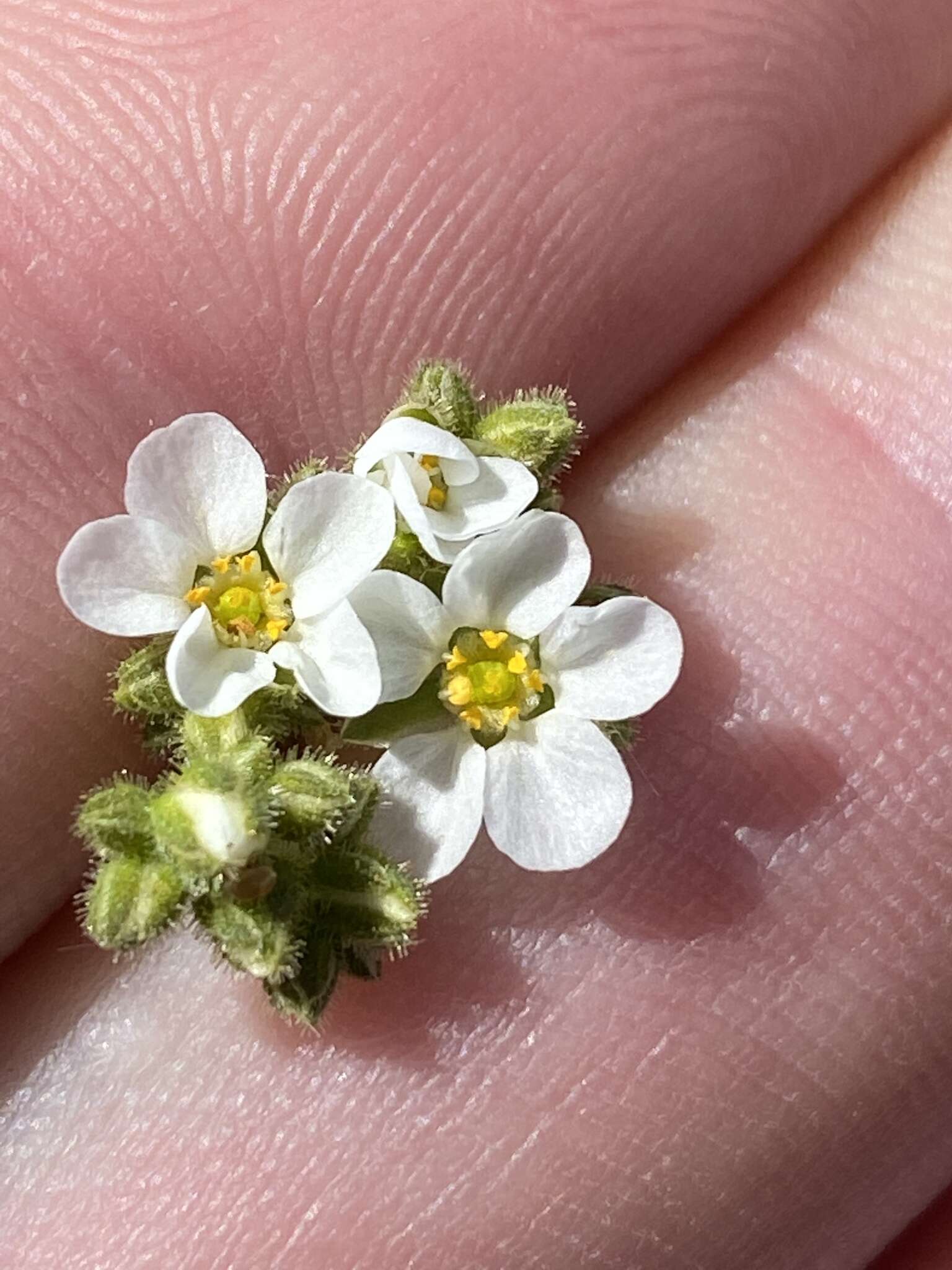 Image of Limeum myosotis H. Walter