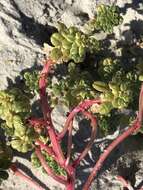 Image of seaside amaranth