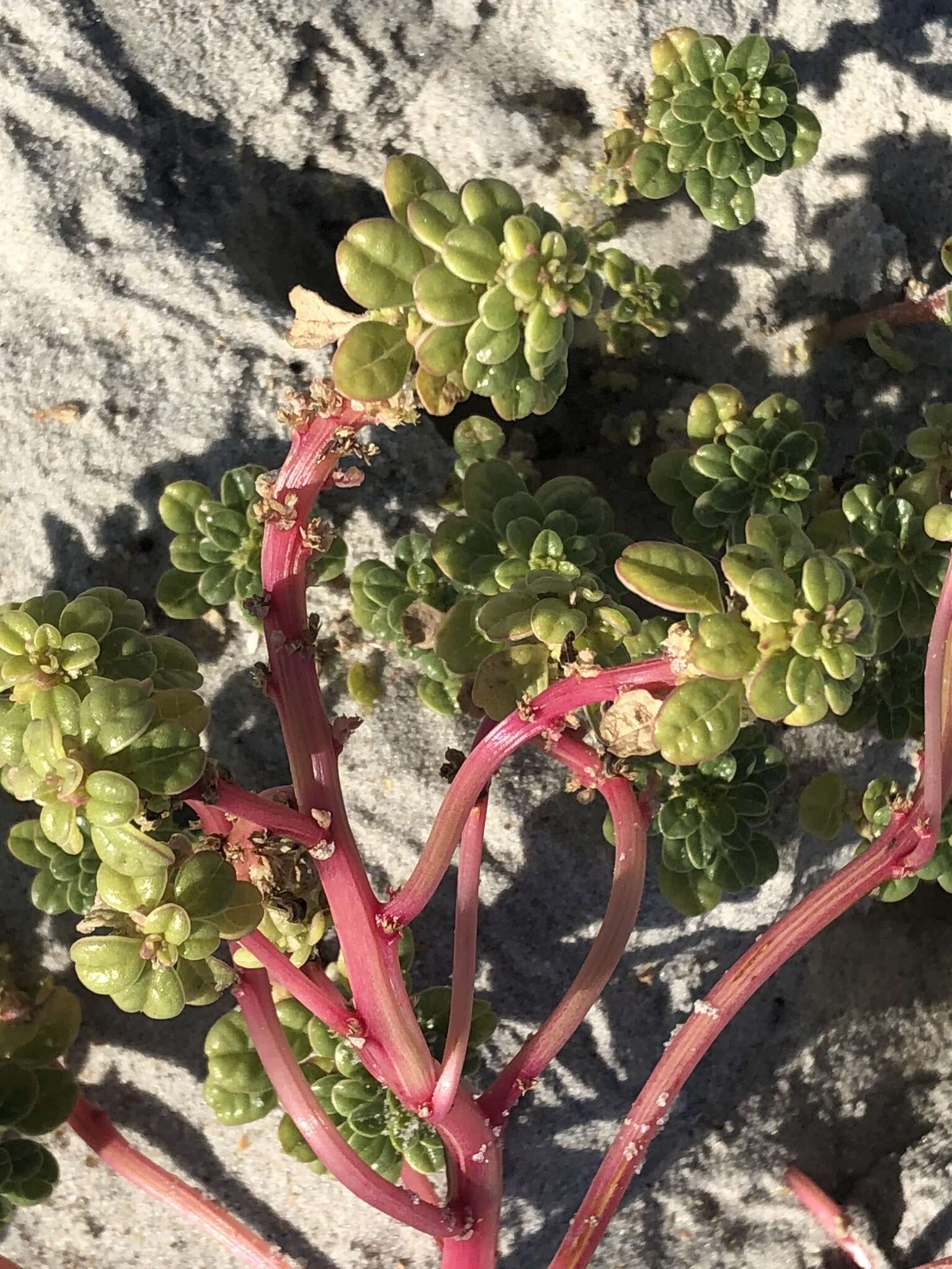 Image of seaside amaranth