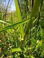 Plancia ëd Hymenachne amplexicaulis (Rudge) Nees