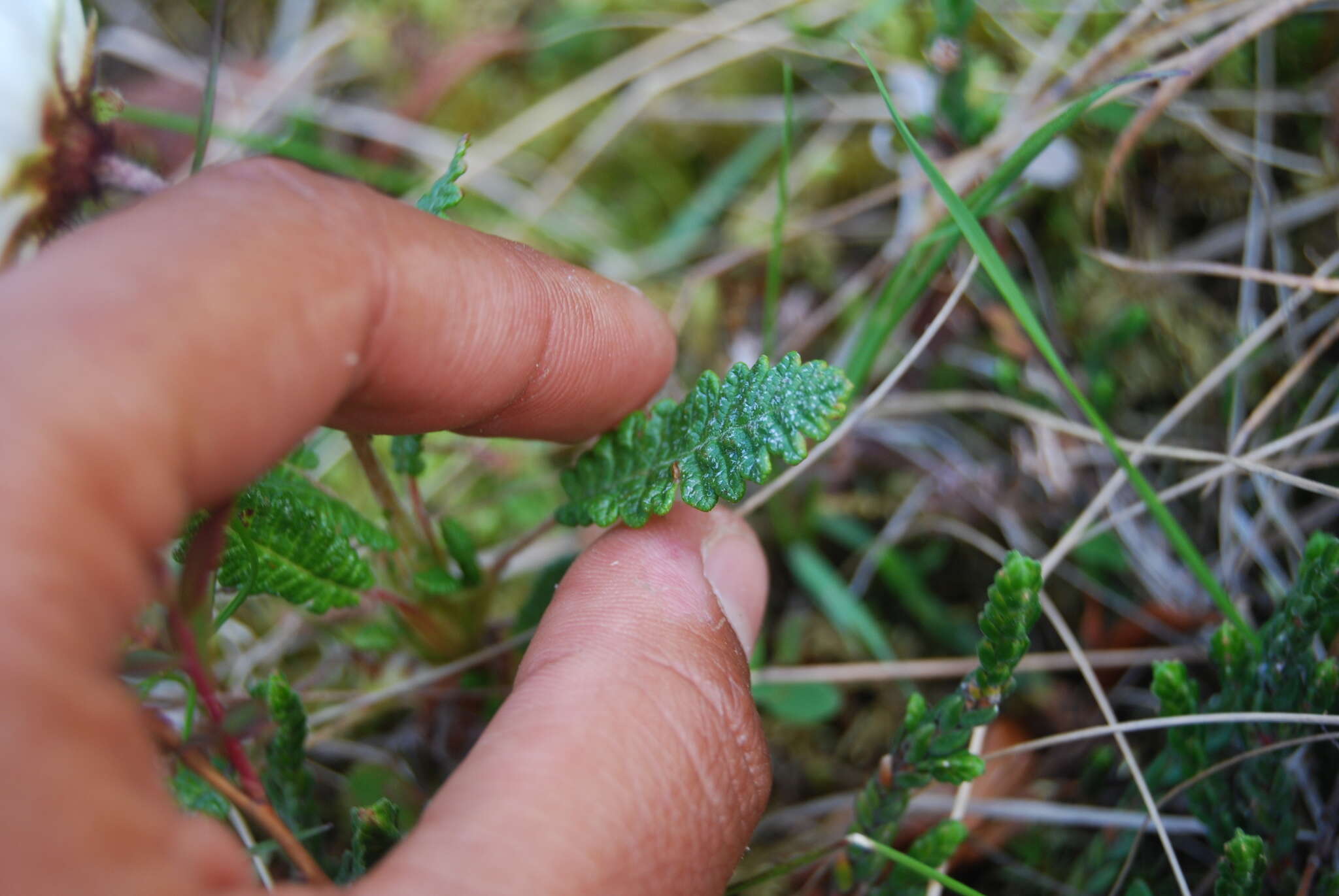 صورة Dryas octopetala subsp. alaskensis (A. Pors.) Hult.