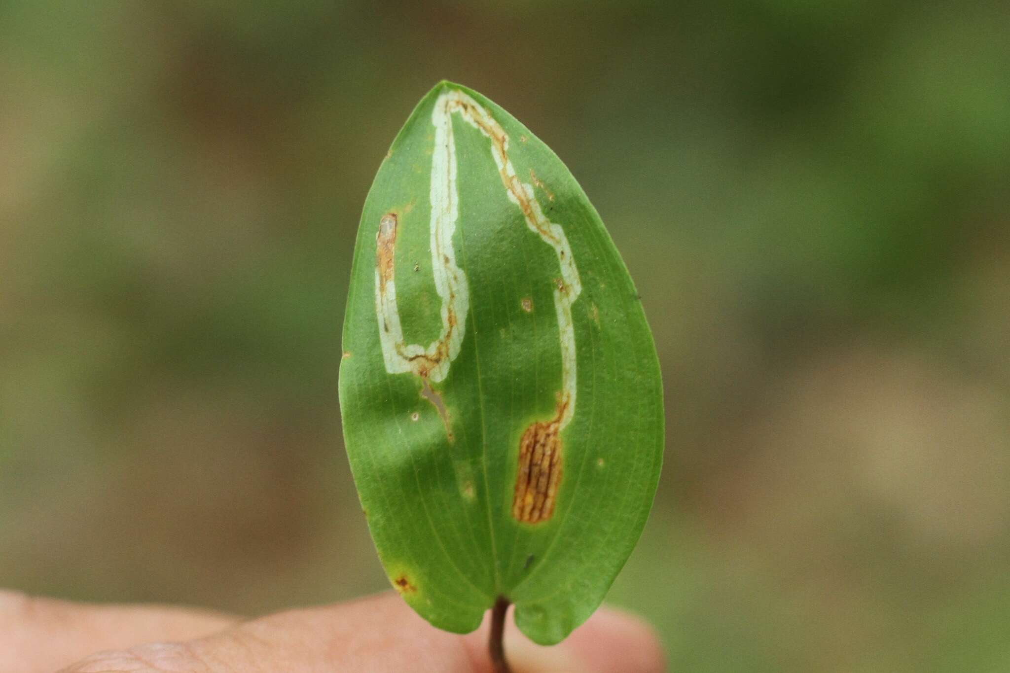 Image of Liriomyza smilacinae Spencer 1969