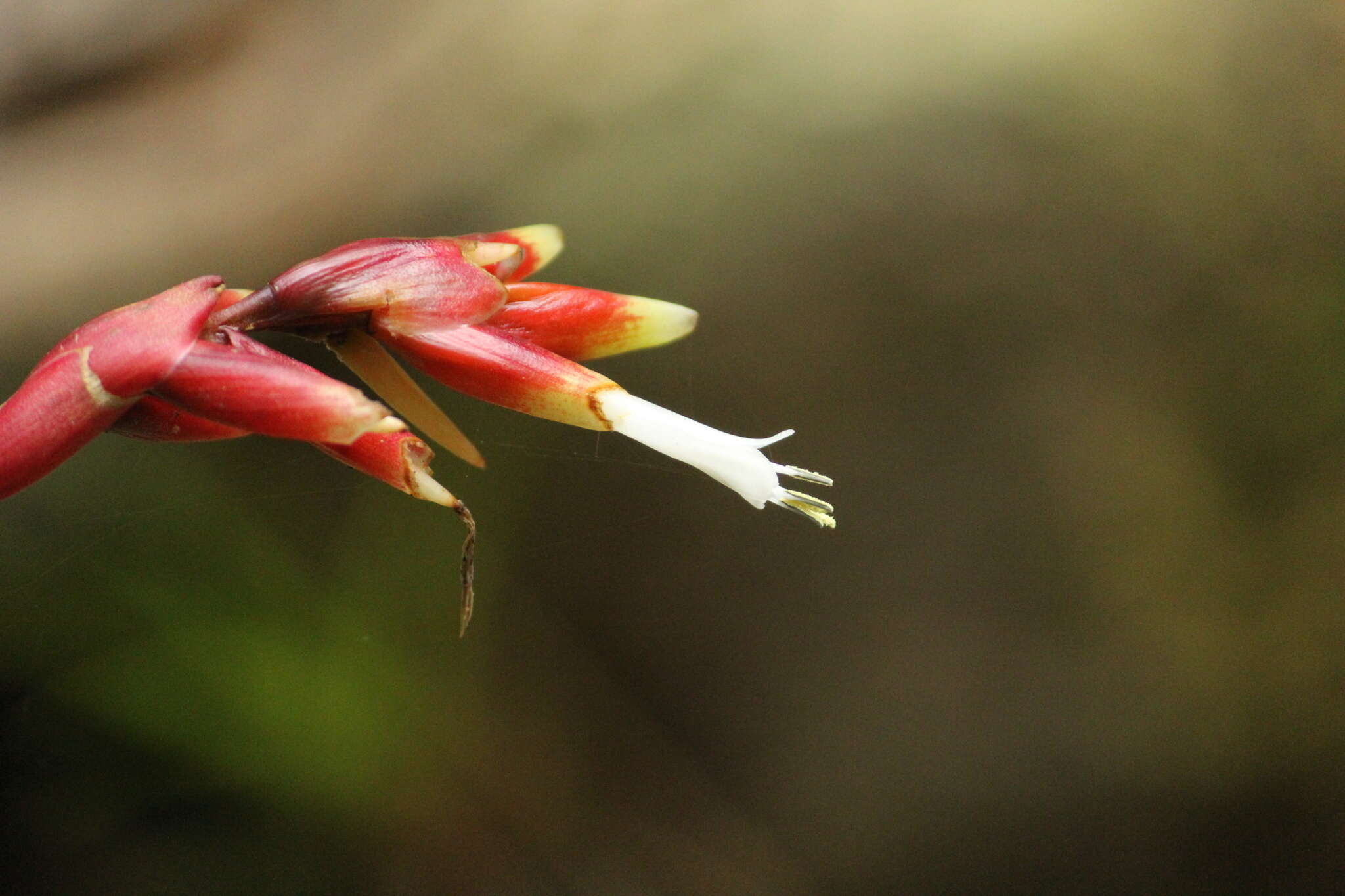 Image of Vriesea flammea L. B. Sm.