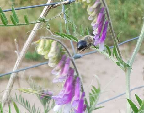 Image of Anthophora aestivalis (Panzer 1801)