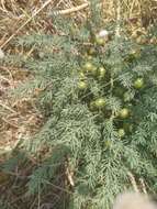 Image of Wild asparagus