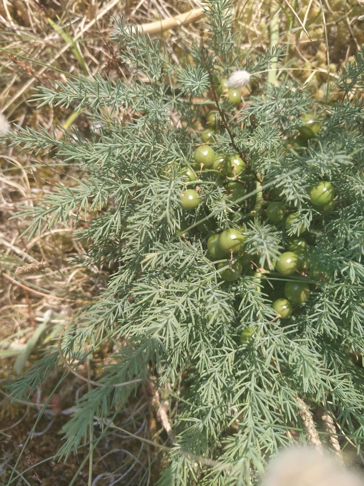 Image of Wild asparagus