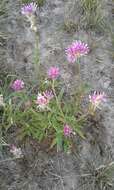 Image of Gomphrena pulchella C. Mart.