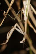 Image of Purple-winged mantis