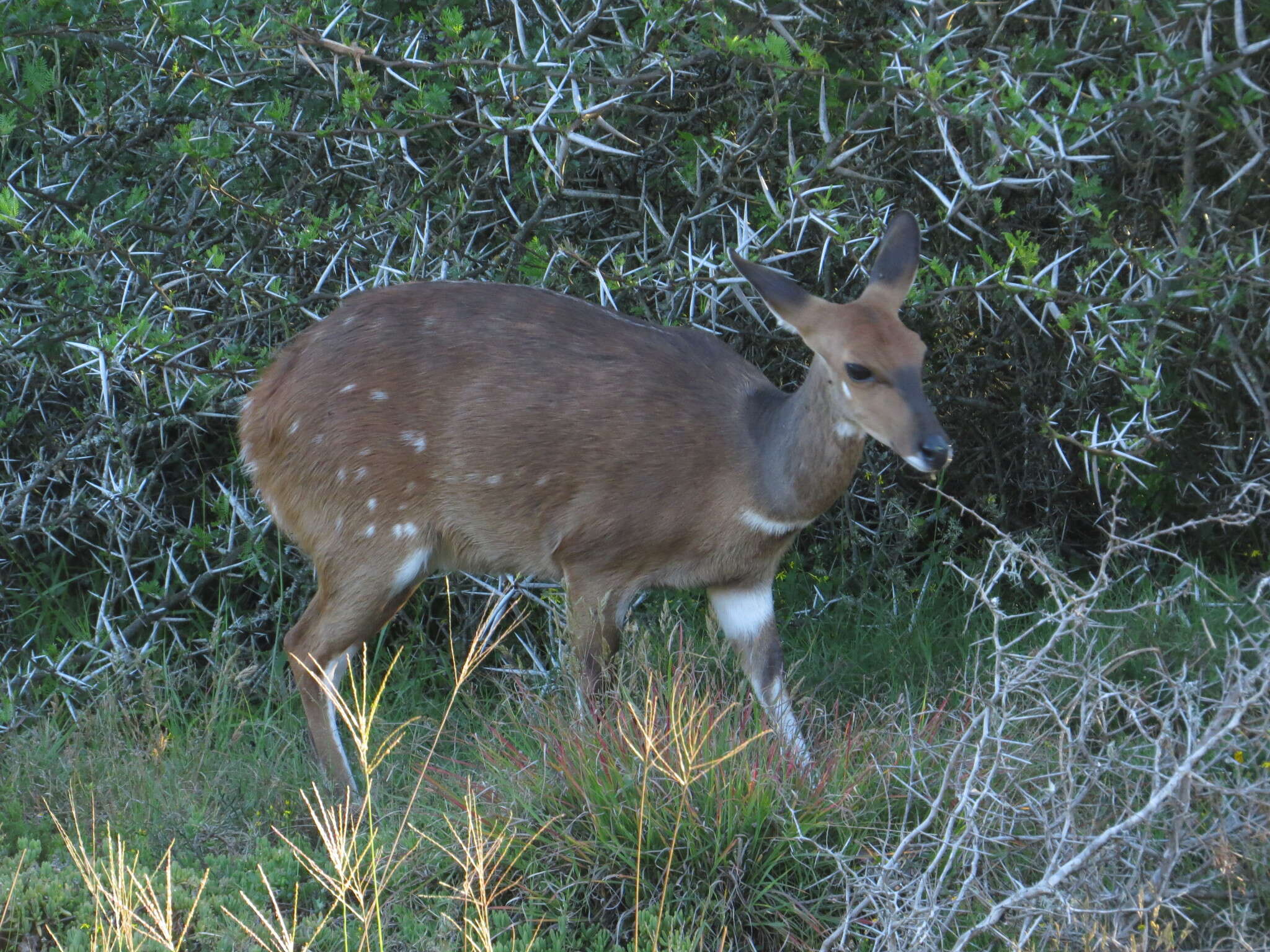 Image of Tragelaphus sylvaticus