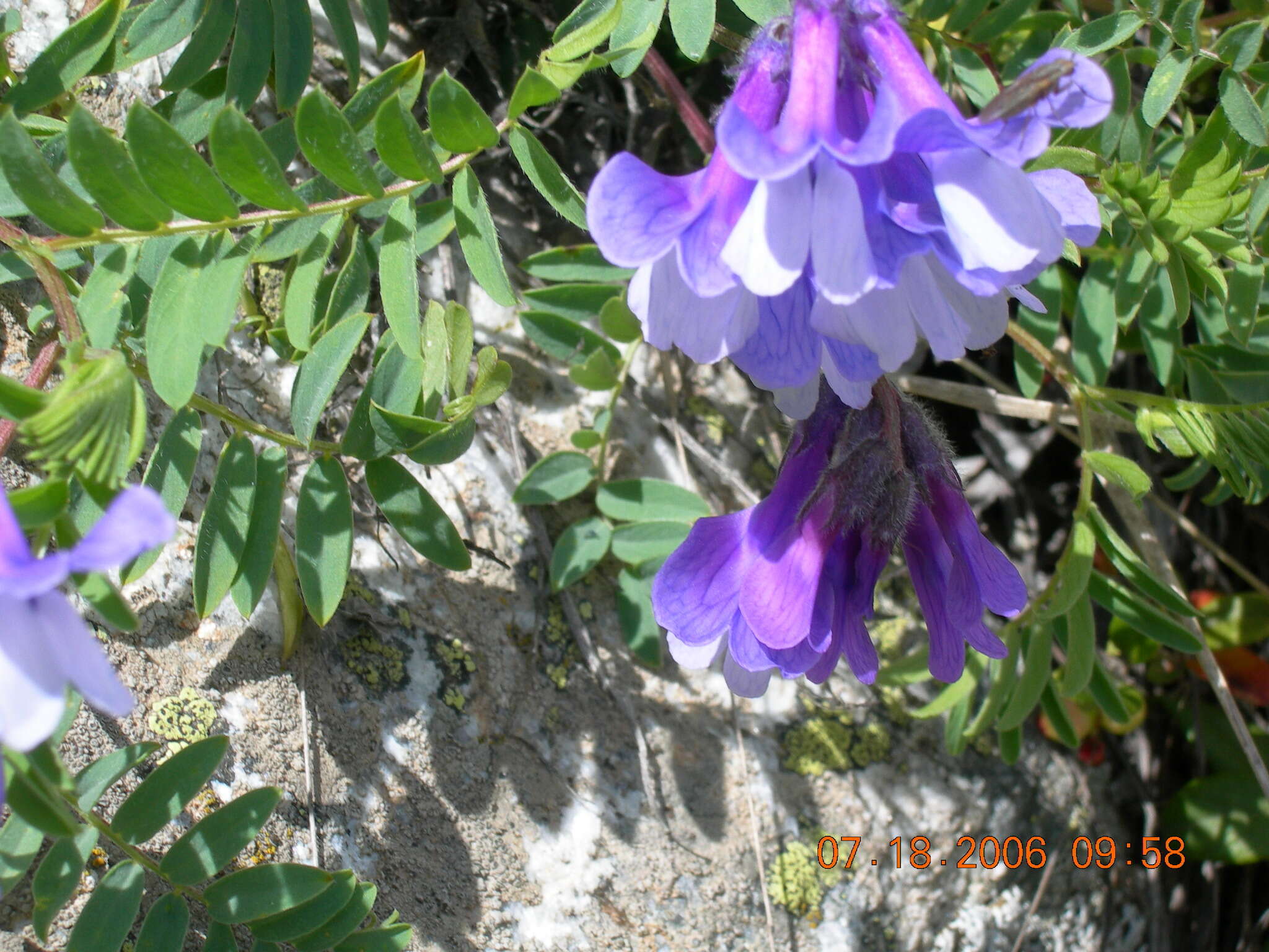 Image de Vicia sosnowskyi Ekvtim.