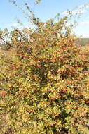 Слика од Crataegus rhipidophylla Gand.