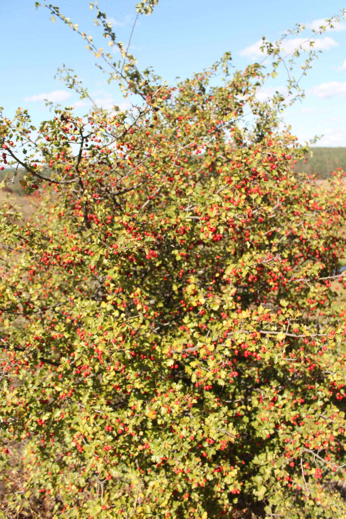 Слика од Crataegus rhipidophylla Gand.