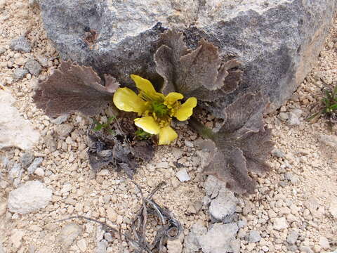 Image of Ranunculus paucifolius T. Kirk